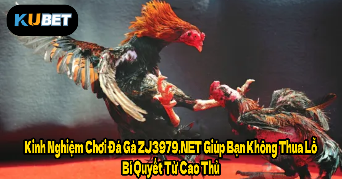 Kinh Nghiệm Chơi Đá Gà ZJ3979.NET Giúp Bạn Không Thua Lỗ – Bí Quyết Từ Cao Thủ