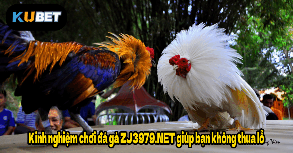 Kinh nghiệm chơi đá gà ZJ3979.NET giúp bạn không thua lỗ