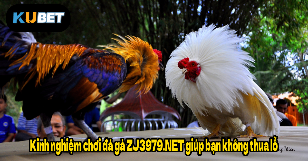 Kinh nghiệm chơi đá gà ZJ3979.NET giúp bạn không thua lỗ