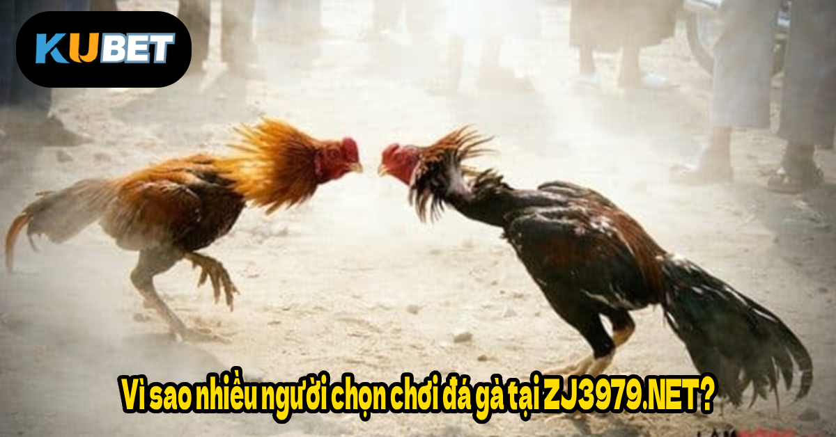 Vì sao nhiều người chọn chơi đá gà tại ZJ3979.NET?